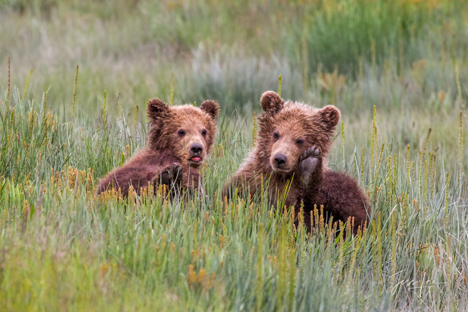 Grizzly Bear Cubs Photo print