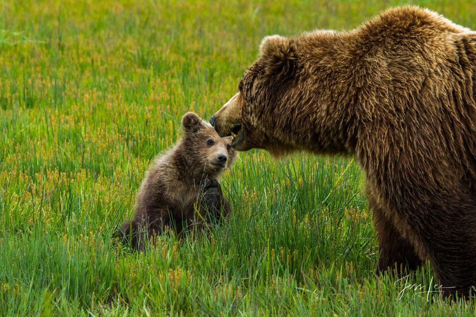 Grizzly Bear Cub looking at mom print