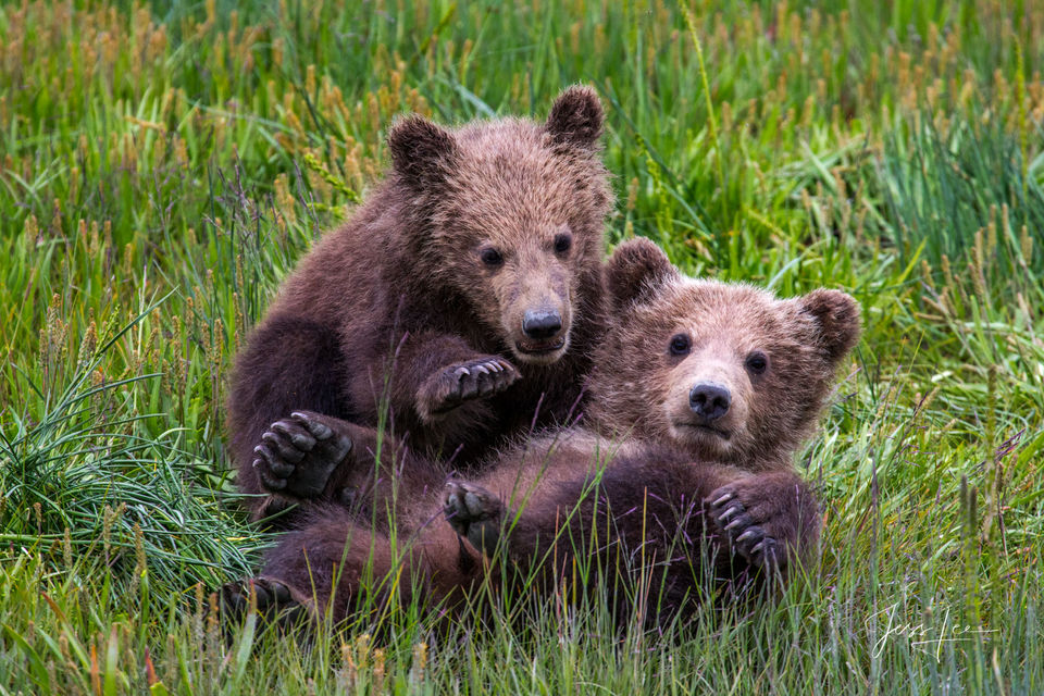 Grizzly Bear Cubs playing Photo print