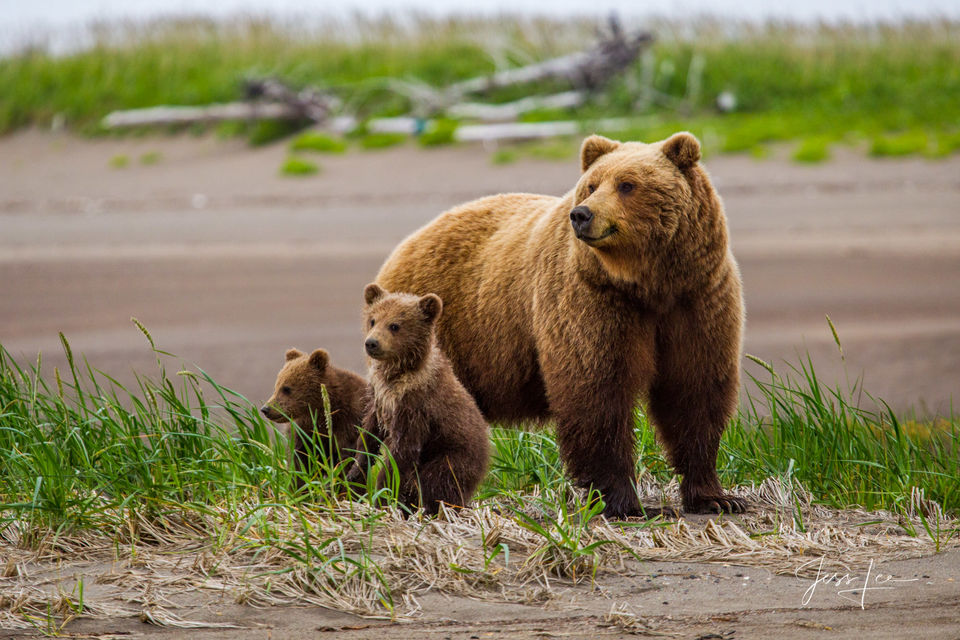 Photo of Alaska grizzly with two cubs being very alert. print
