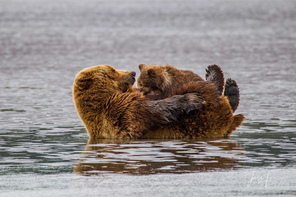 Brown Bear nursing Photo print