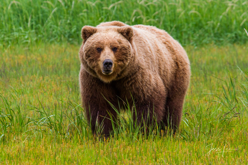 Brown Bear Photo print