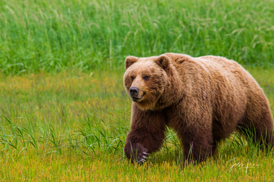 Brown Bear Photo print