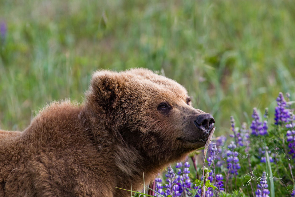 Brown Bear Photo print