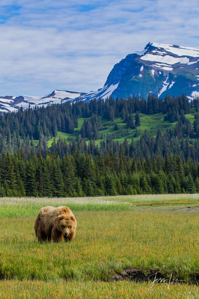 Brown Bear Photo print