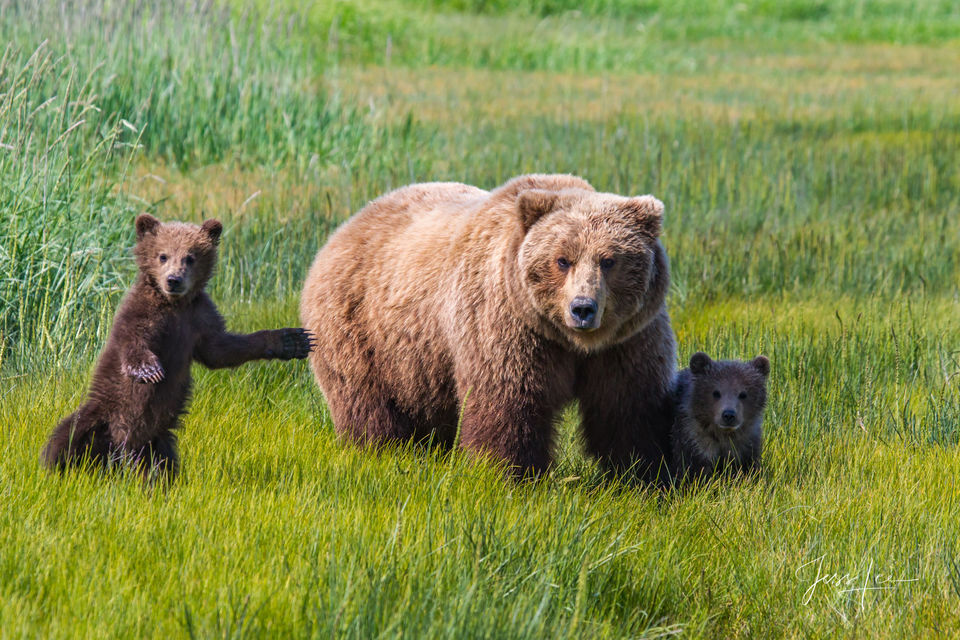 Brown Bear Photo print