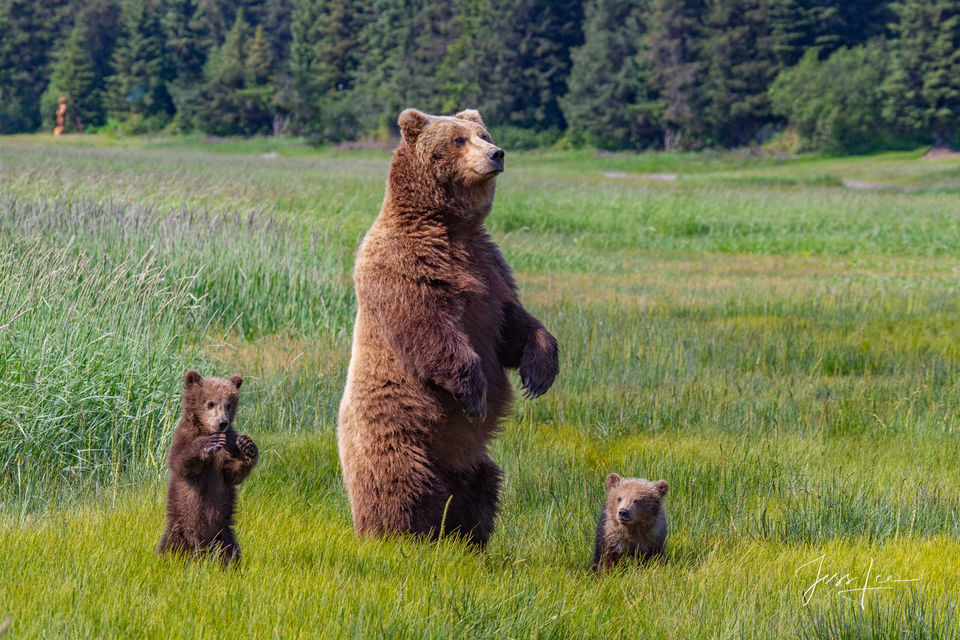 Brown Bear Standing Photo print