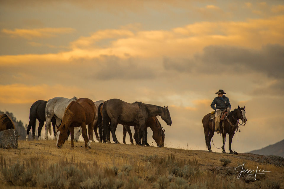 Watching Over the Herd | Wyoming Cowboy Photograph Print print