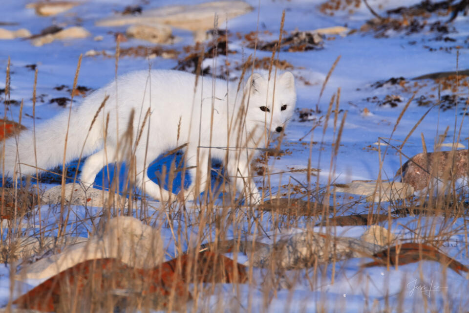Arctic Fox 2 print