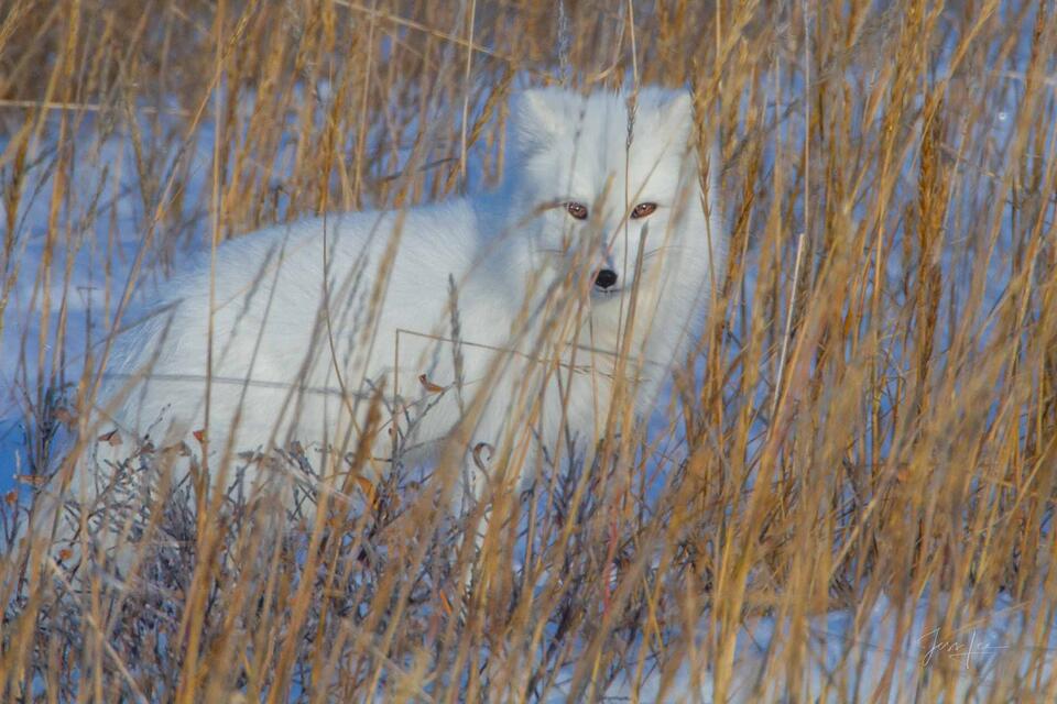 Arctic Fox 3 print