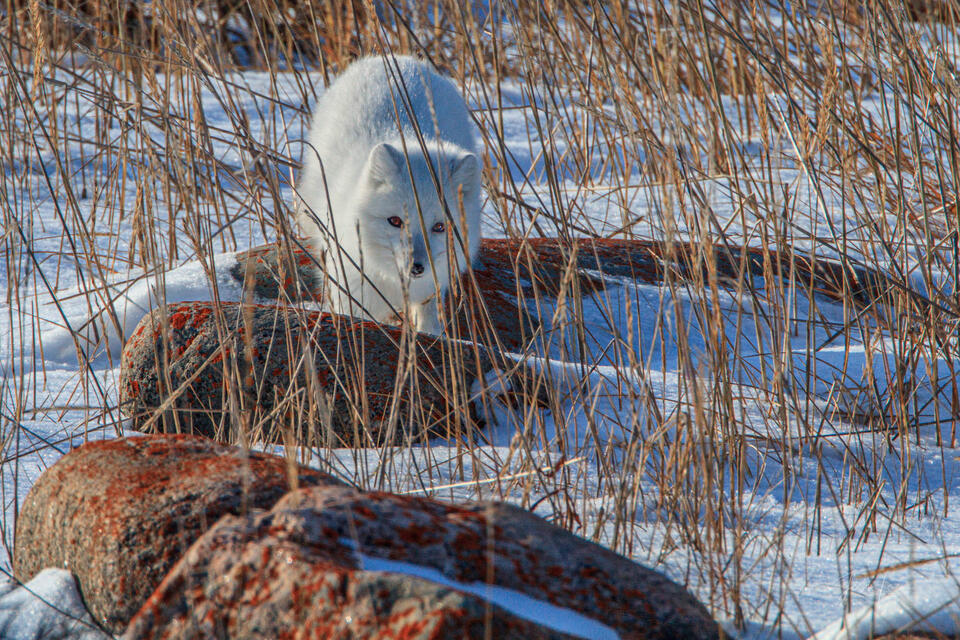 Arctic Fox 4 print