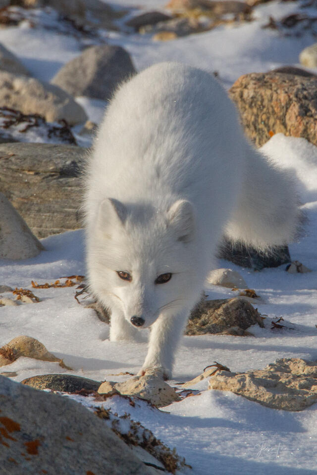 Arctic Fox 7 print