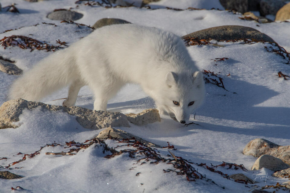Arctic Fox 8 print