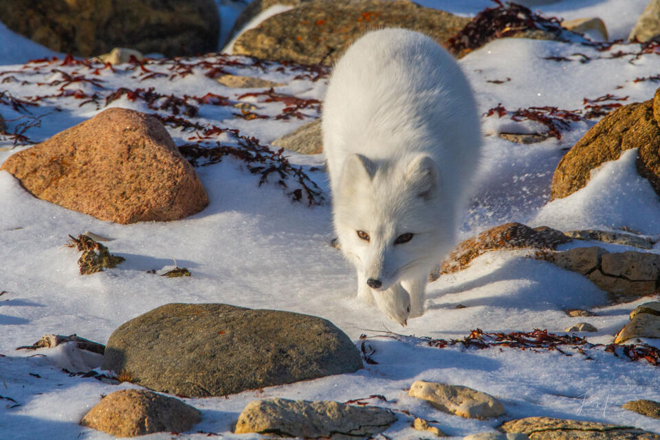Arctic Fox 9 print