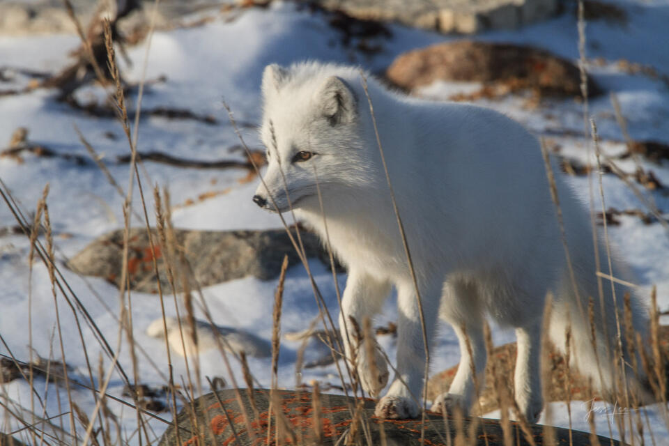 Arctic Fox 10 print