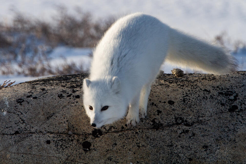 Arctic Fox 14 print