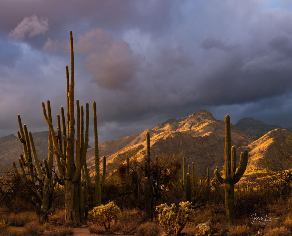 Sabino Canyon Sunrise print