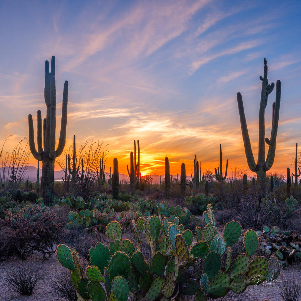 Desert Glory - Red, White, and Blue Sky print