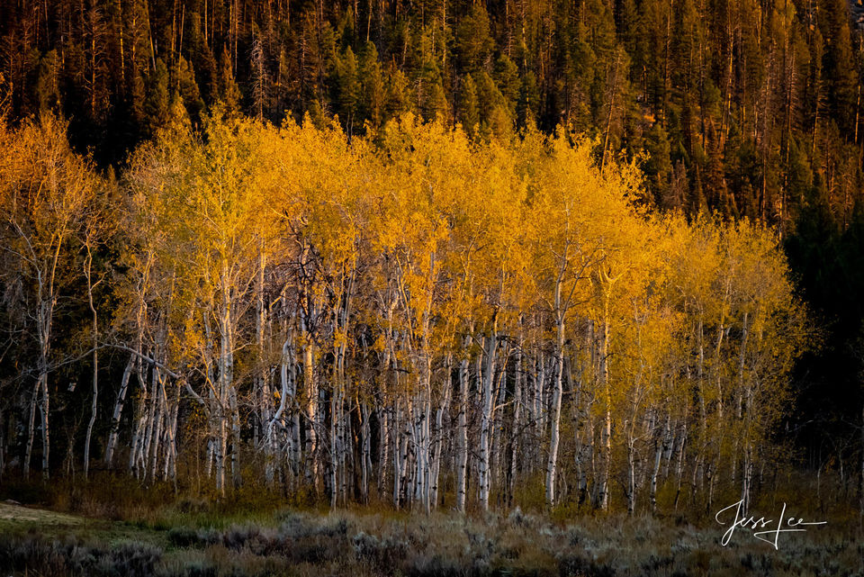 Tree Photography Print autumn aspens