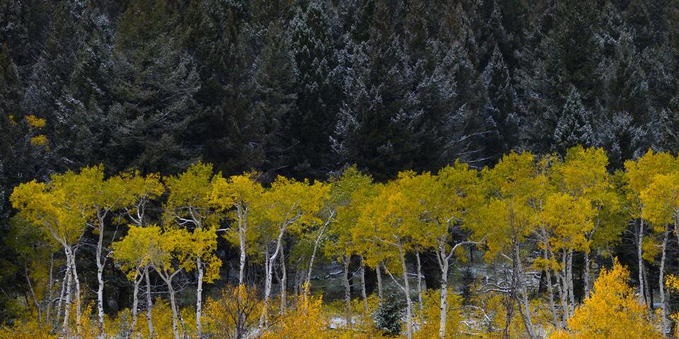 Grand Teton Photo Print 1 print