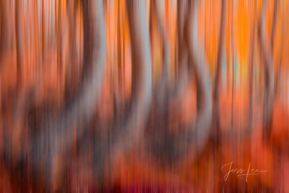 Colorado Fall Color Photography Print Aspen twisted trees