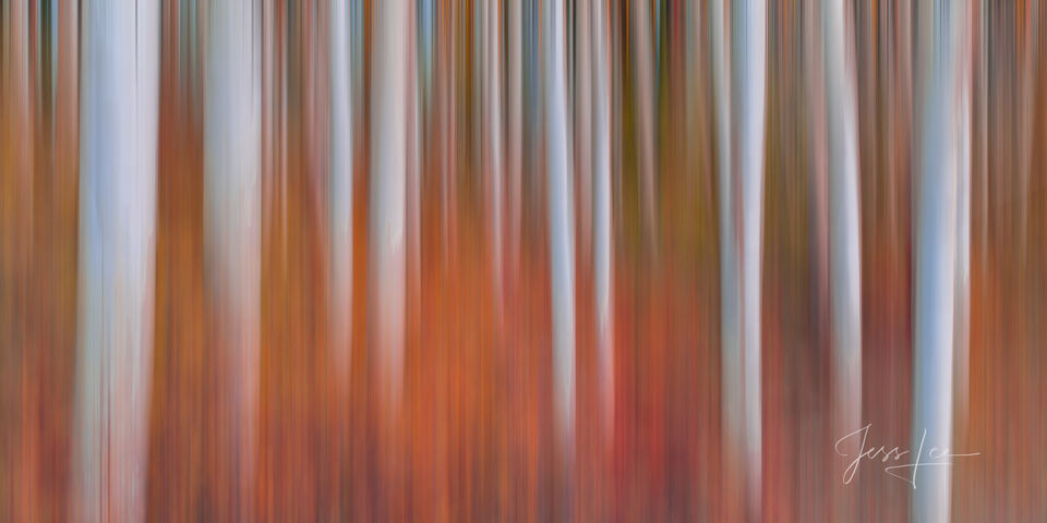 Heat | Aspen Tree Blur print