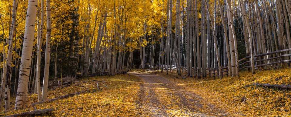 Colorado Fall Color Photography Print Autumn fall road lined with trees