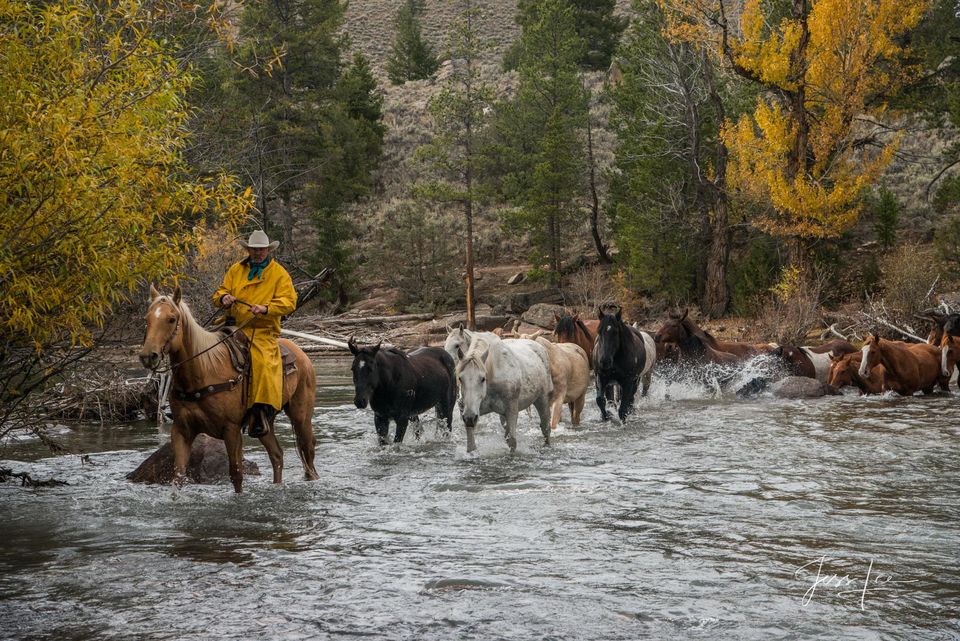 Cowboy leading horses across the river with a soft autumn rain print