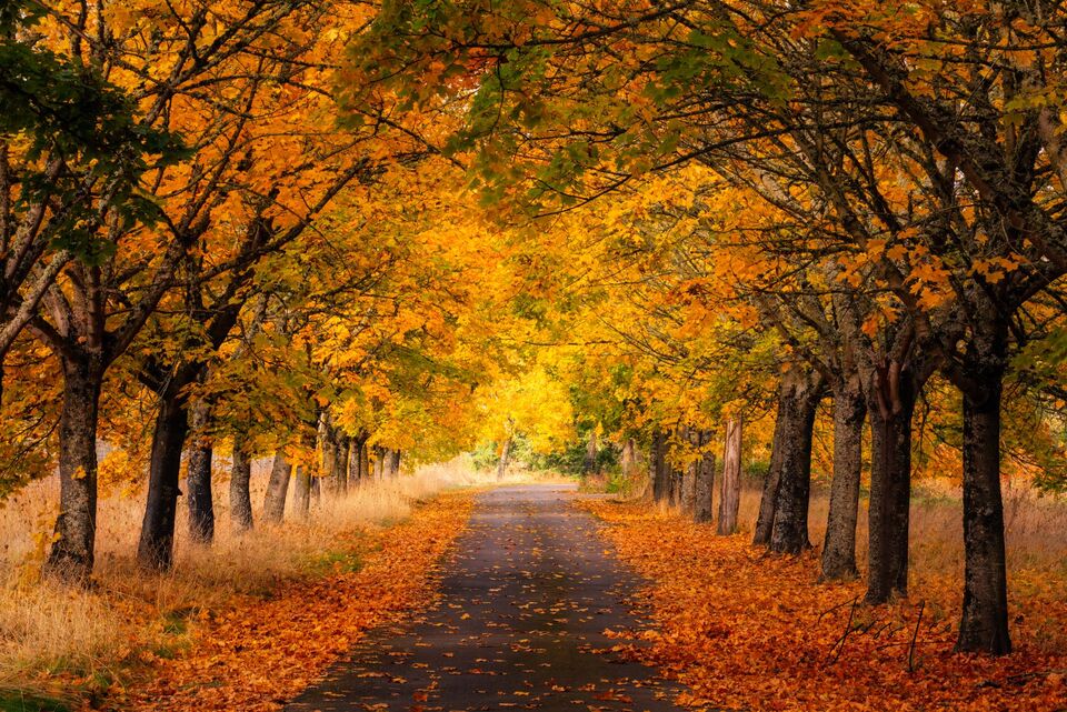 Golden Autumn Road print