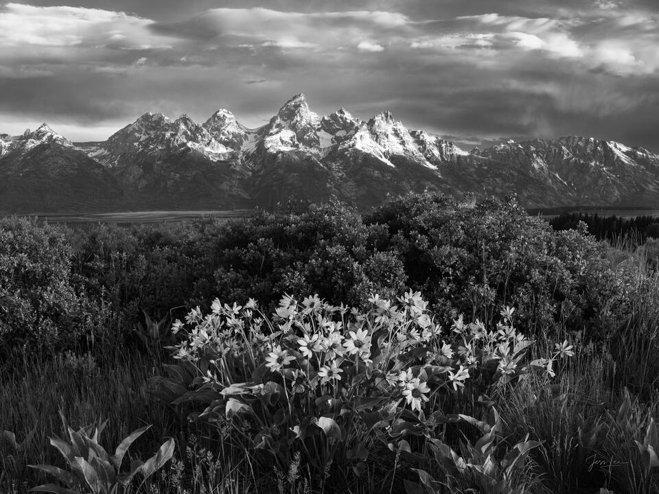 Teton Spring in Black and White print