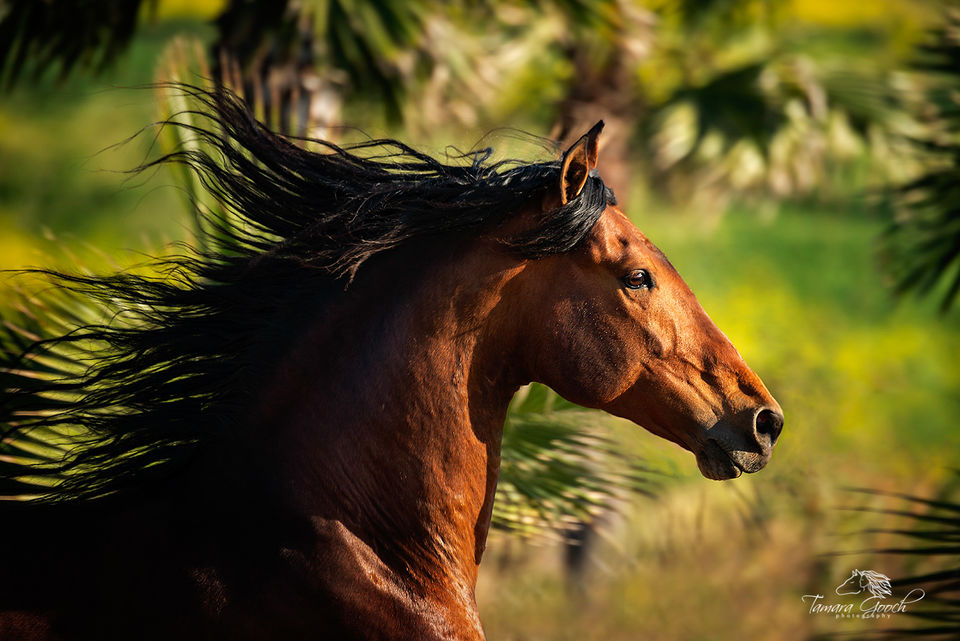 Bay Andalusian Horse Photo HKPW_6488 print