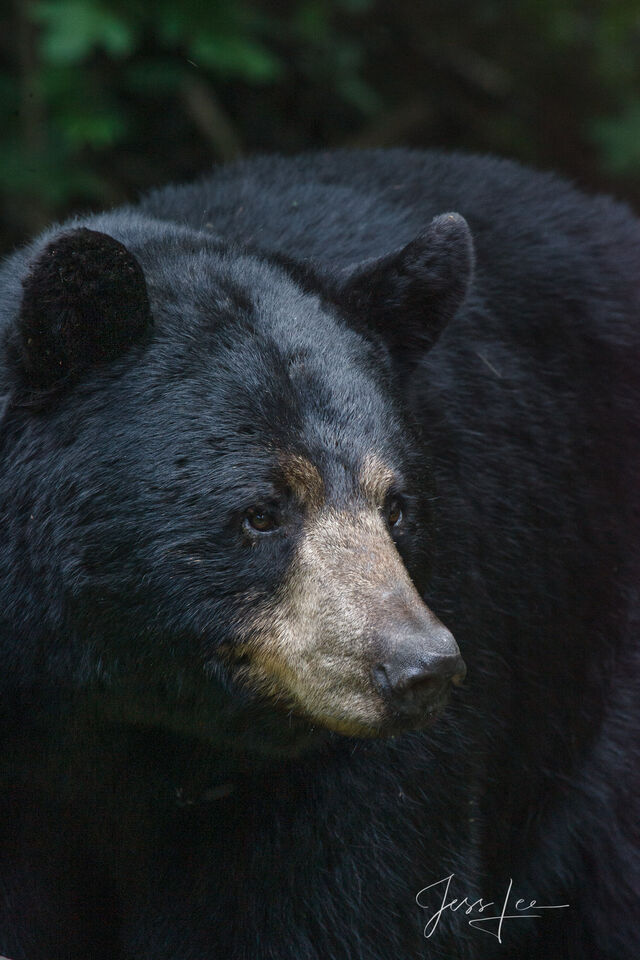 Black Bear Portrait print