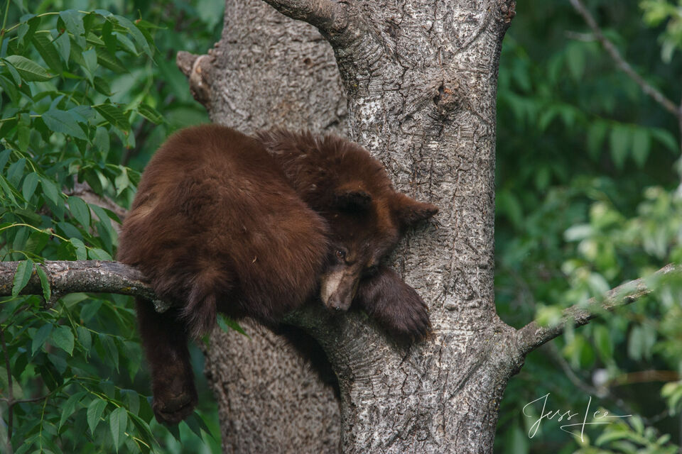 Sleepy Black Bear  print