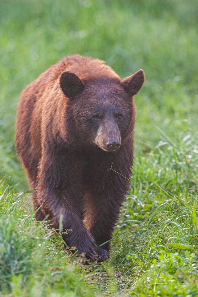 Black Bear Photo print
