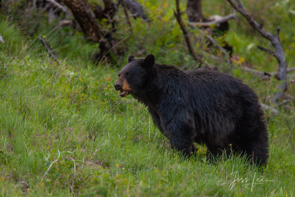 Black Bear Photos Ltd. Edition print