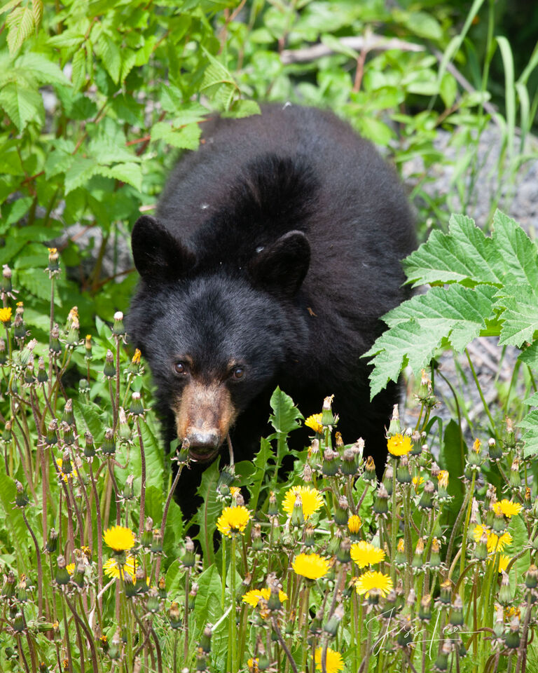 Black Bear in flowers Picture print