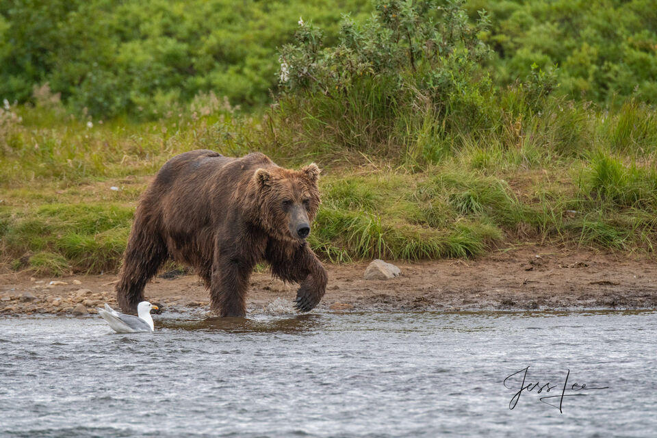 fishing Grizzly/Brown Bear picture fishing 115 print