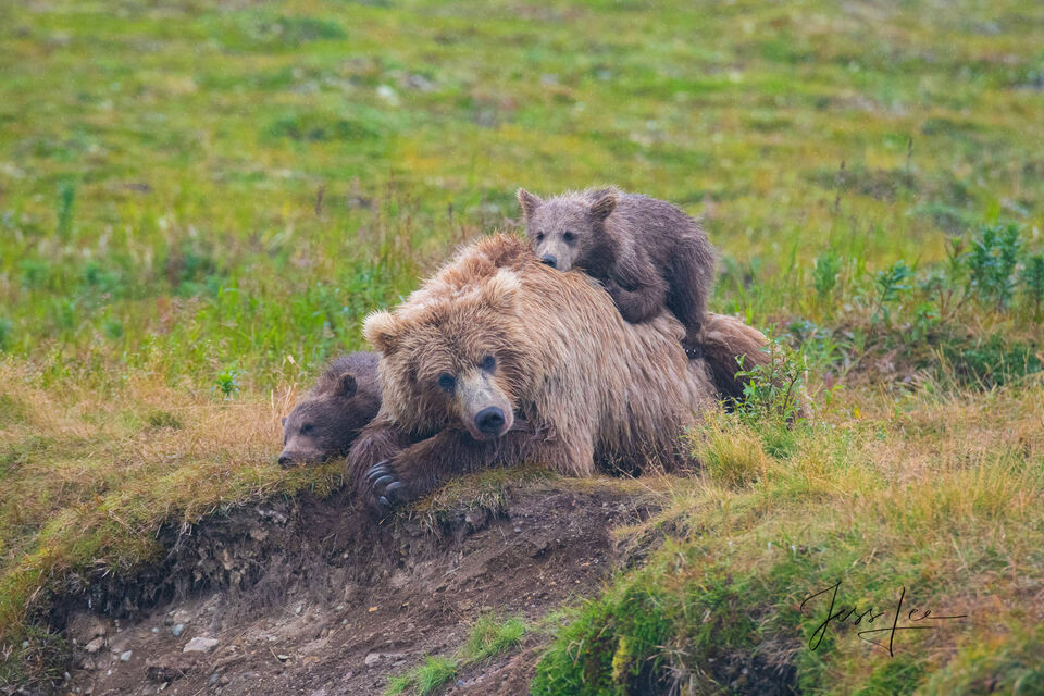 Mother Bear and Cubs print