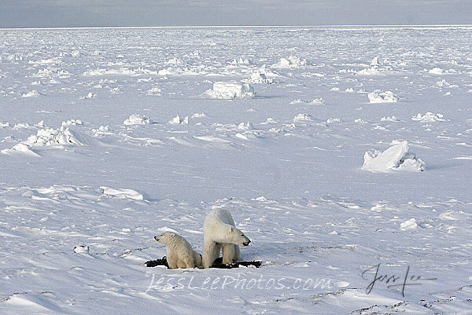 Polar Bears on Ice print