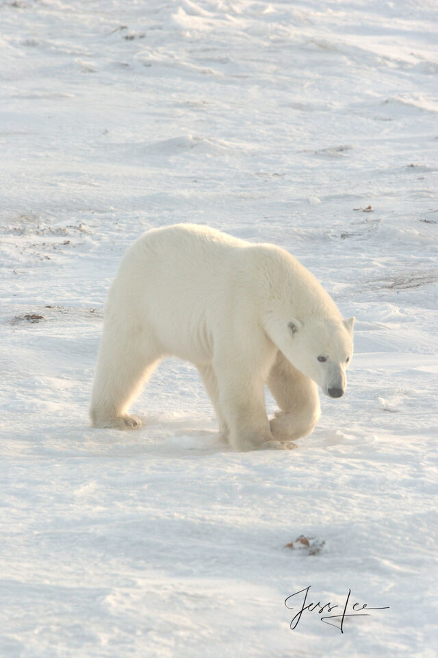 Seal Hunt  print