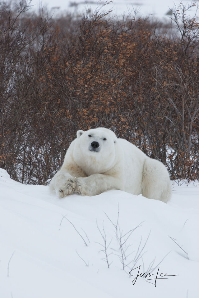 Polar Bear in Willows print