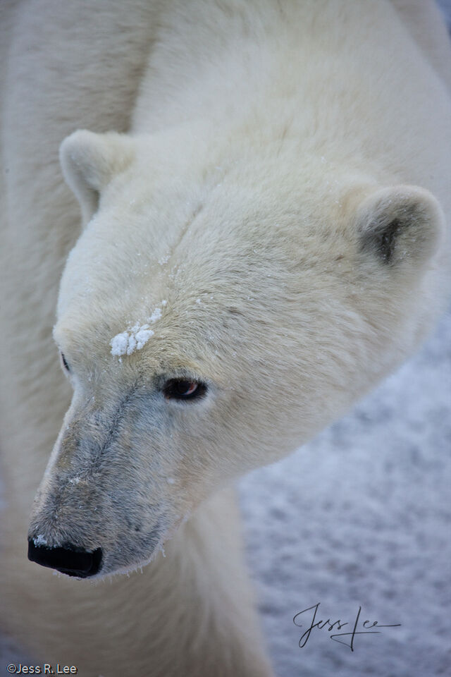 Majestic Polar bear  print