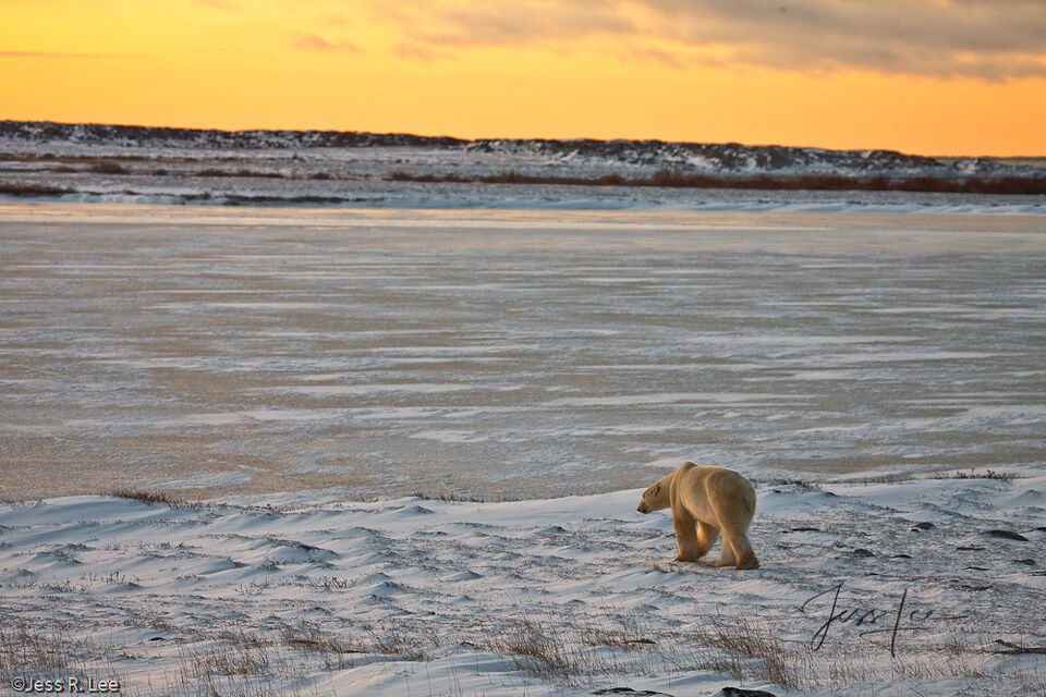 Lone Polar Bear print