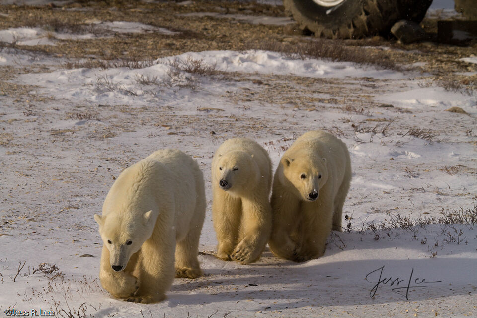 Polar Bear Portrait  print