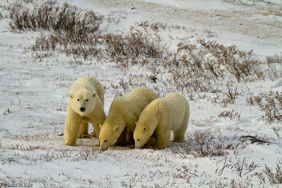 Polar Bear Trio print