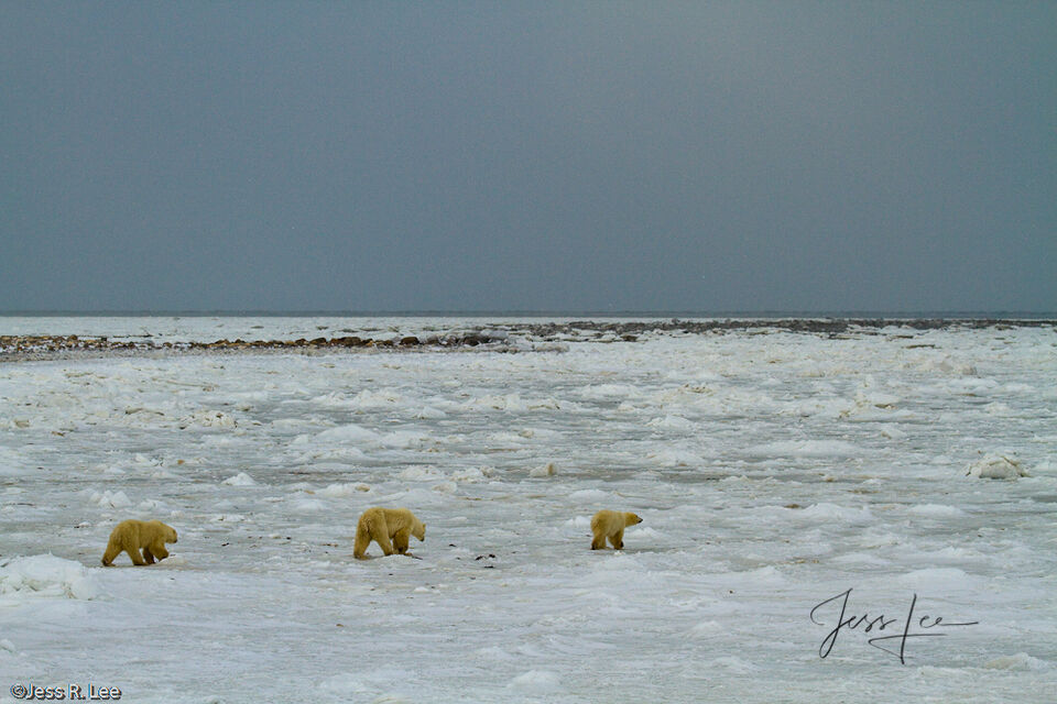 Polar Bear Ice Move print