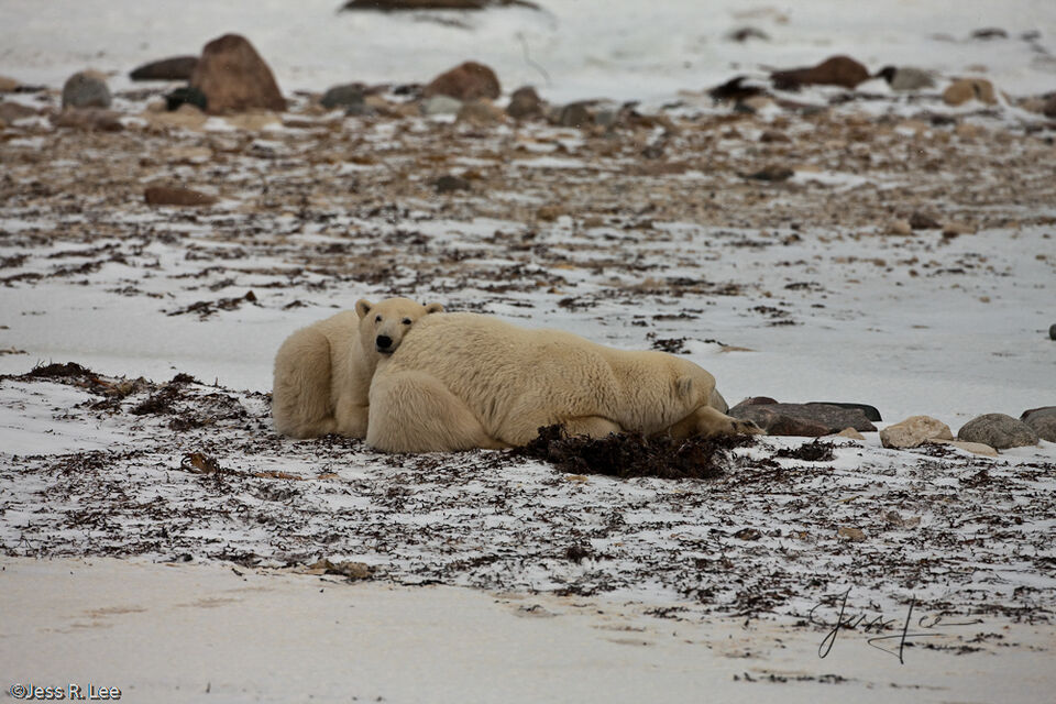 Polar Bear Cubs print