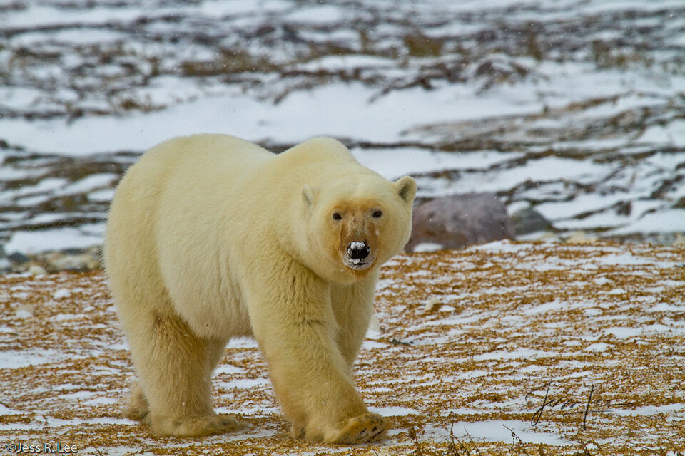 Nosey Polar Bear print