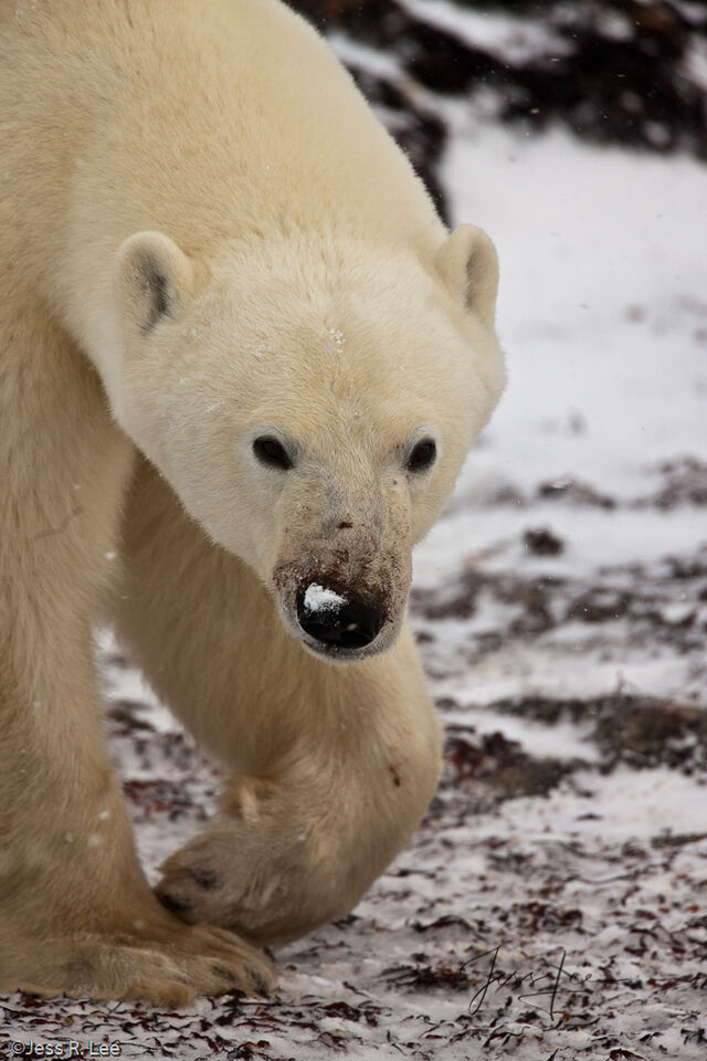 Dangerous Polar Bear  print