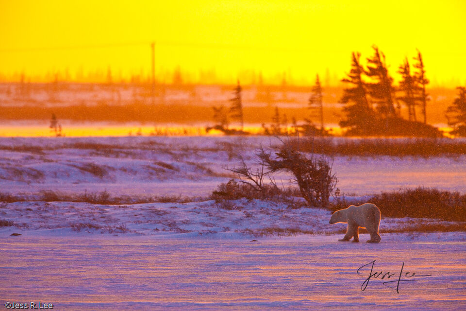 Polar Bear Magic Morning  print